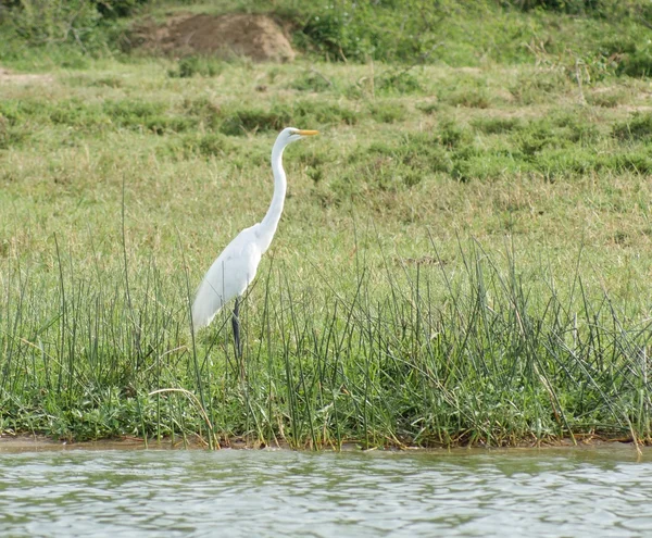 Paesaggio sul lungomare con il piccolo Egret — Foto Stock
