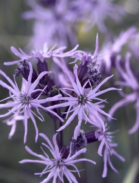 Violet flower closeup — Stock Photo, Image