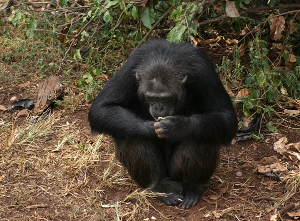 坐在地上的黑猩猩 — 图库照片