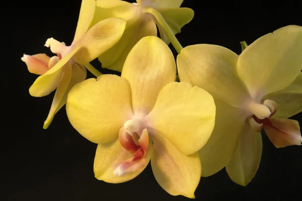 Żółte kwiaty orchidei — Zdjęcie stockowe