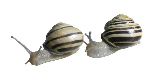 Two Grove snails — Stock Photo, Image