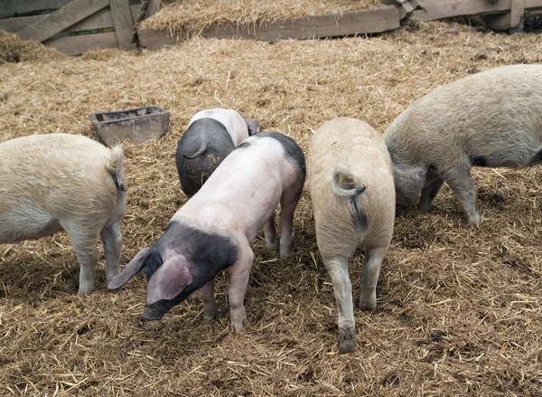 Domestic Pigs — Stock Photo, Image
