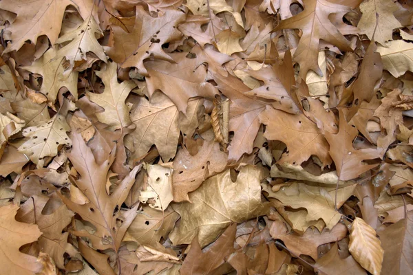 Sere herfstbladeren bruin — Stockfoto