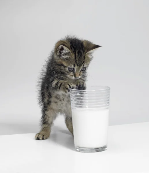 Маленький котенок и стакан молока — стоковое фото
