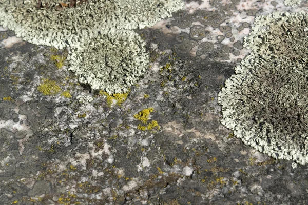 Greenish lichen on stony ground — Stock Photo, Image