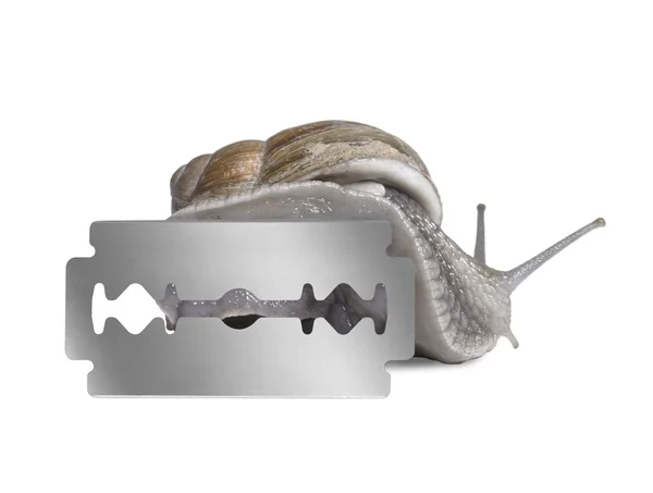 Grapevine snail and razor blade — Stock Photo, Image