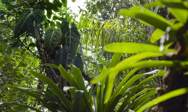 Blomstra djungel vegetation — Stockfoto