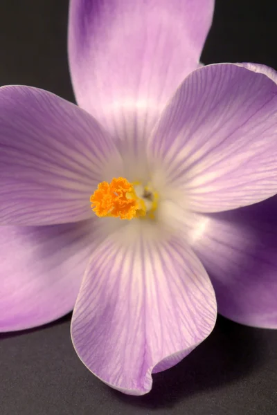 Крокус квітка крупним планом — стокове фото