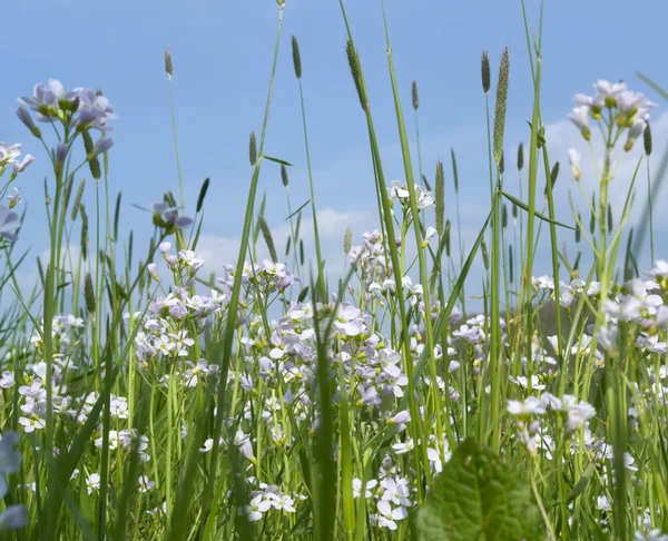 Frühlingswiese Detail mit blauem Himmel — Stockfoto