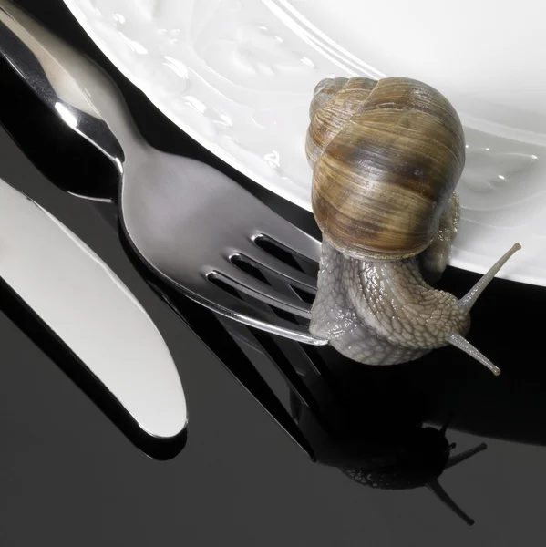 Escargot de vigne rampant sur la vaisselle — Photo