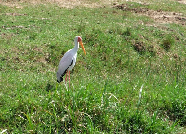 Yellow-billed Stork in grassy back — Stock Photo, Image