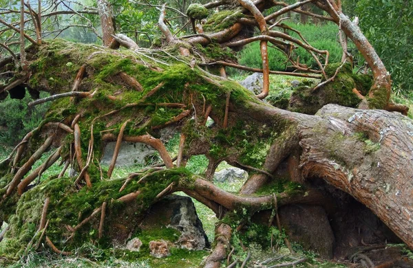 草に覆われた木の幹 — ストック写真