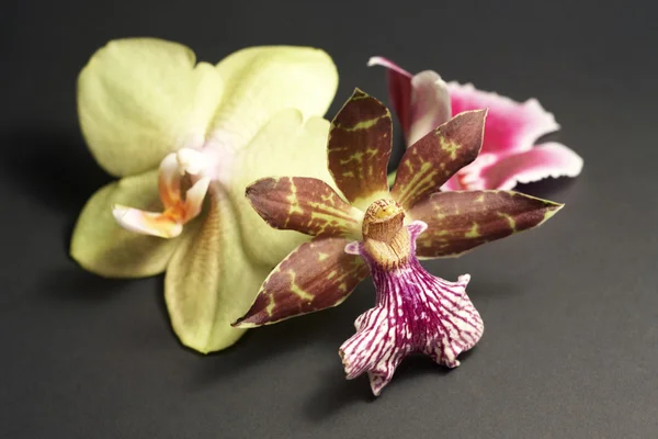 Kwiaty Orchid w ciemny tył — Zdjęcie stockowe