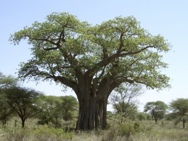 Baobab tree in Tanzania clipart