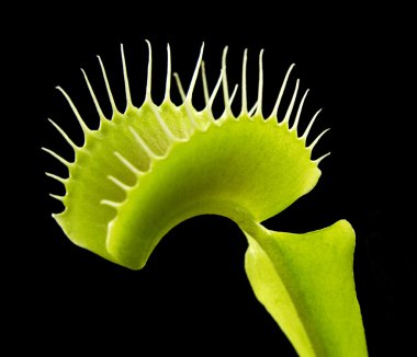 Carnivorous plant detail clipart
