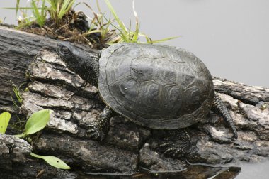 European pond terrapin clipart