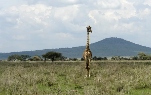 Girafa frontal na savana — Fotografia de Stock