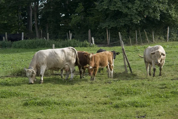 Cattle in green pasture — Stock Photo, Image