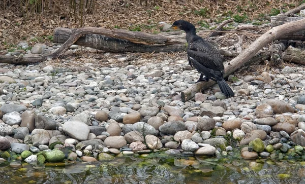 Waterside scenery with Great Cormorant — Stock Photo, Image