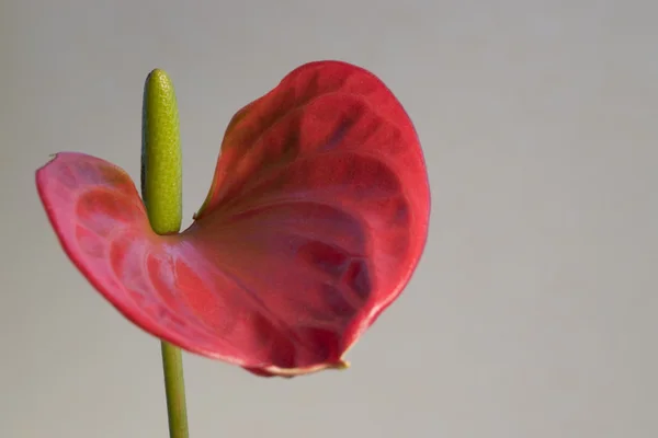 Червона квітка фламінго докладно в сірий назад — стокове фото