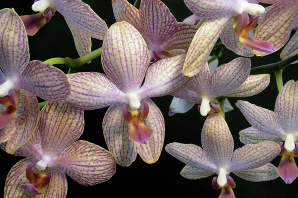 Fiori di orchidea colorati — Foto Stock