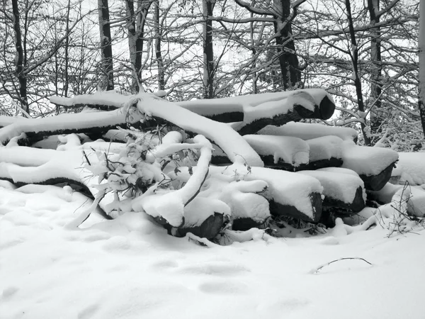 Schneebedeckter Holzstapel — Stockfoto