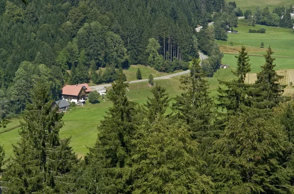 Schwarzwald-Kulisse zur Sommerzeit — Stockfoto