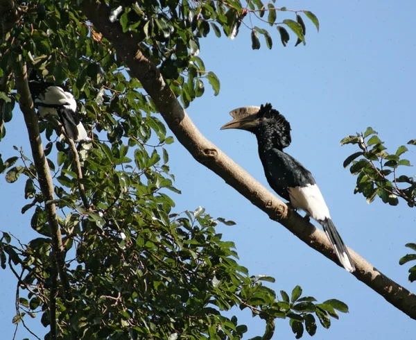 Hornbill à joues argentées en Afrique — Photo