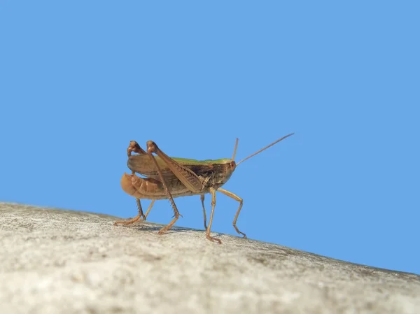 푸른 하늘에서 메뚜기 — 스톡 사진