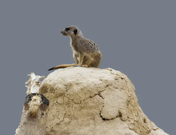 Meerkat su mucchio di terra — Foto Stock