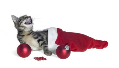 Christmas cat in red jelly bag cap clipart