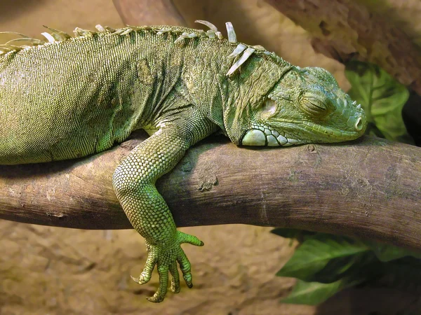 Iguana durmiente Fotos de stock