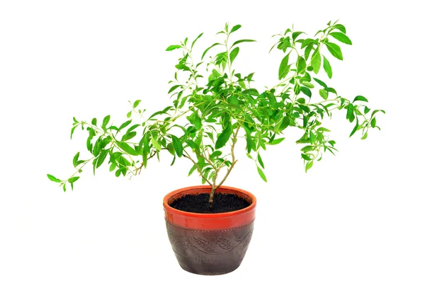 Горшечное растение Лицензионные Стоковые Фото