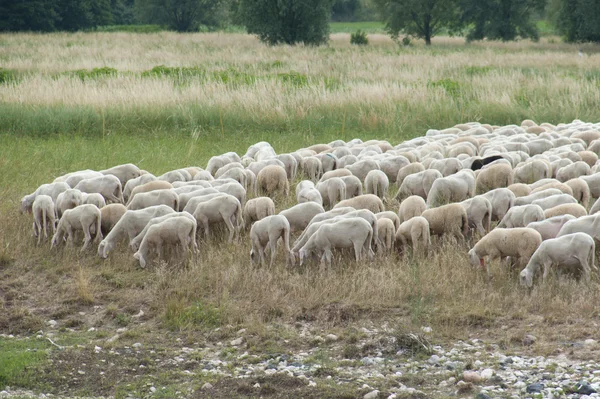 stock image Flock of sheep