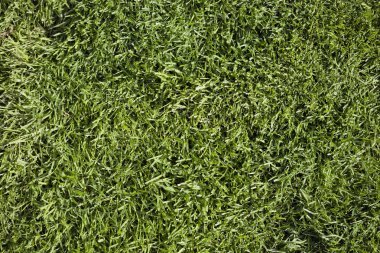 Grass texture clipart