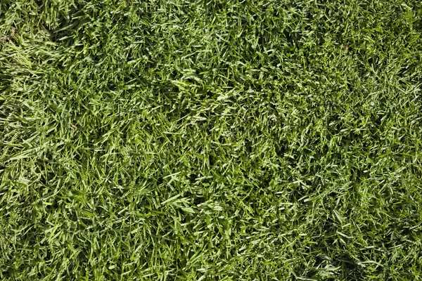 stock image Grass texture