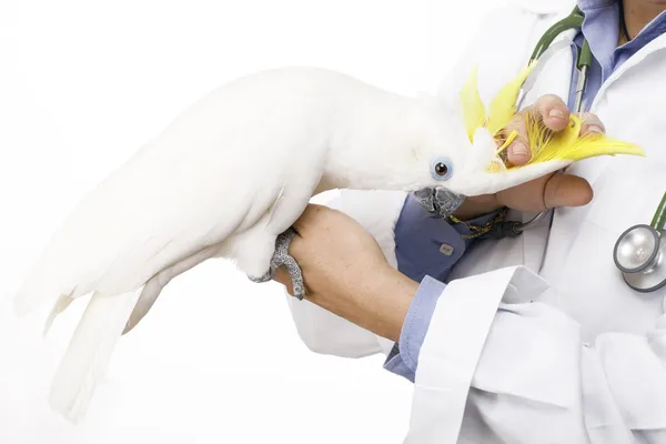 Veterinaria aviar — Foto de Stock