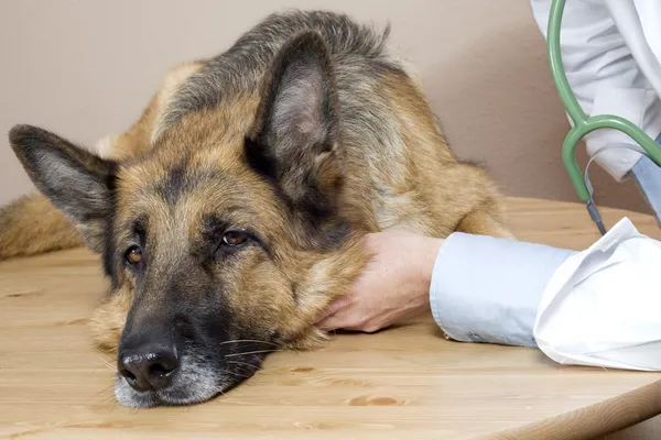 Tierarzthunde lizenzfreie Stockbilder