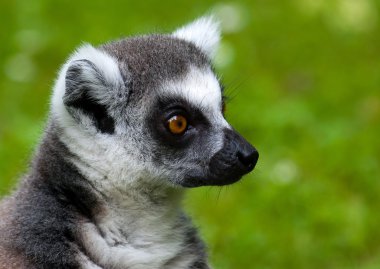 Lemur portre