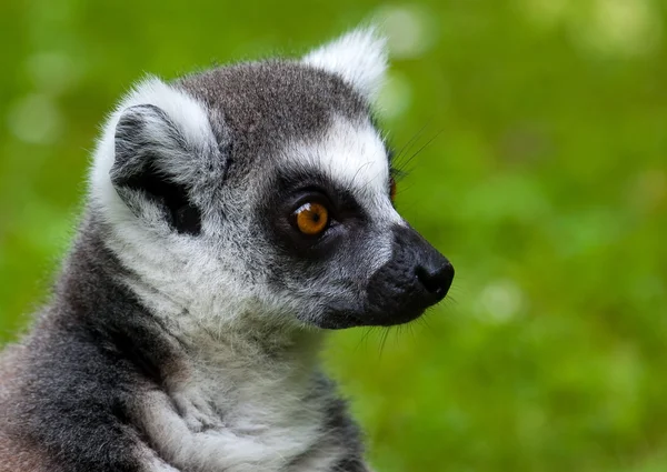 Lemur porträtt — Stockfoto
