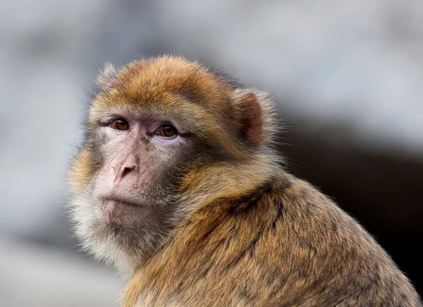 Portrait macaque — Photo