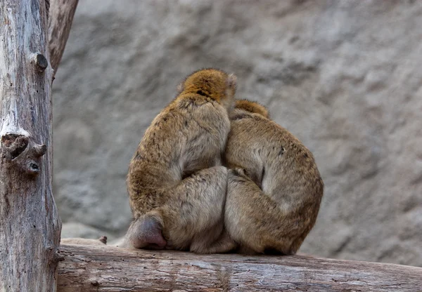 Sympatyczna para makaków — Zdjęcie stockowe