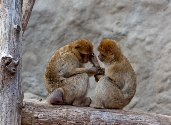 Sympatyczna para makaków — Zdjęcie stockowe