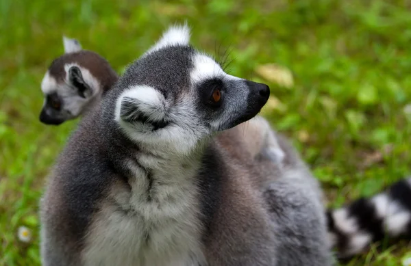 Familia Lemur — Foto de Stock