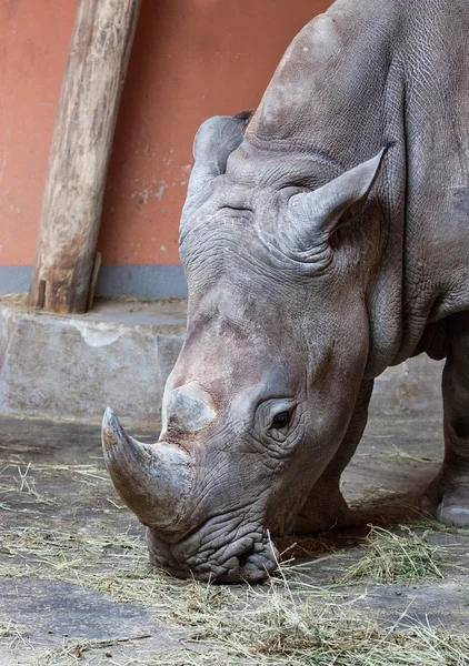 stock image Rhinoceros