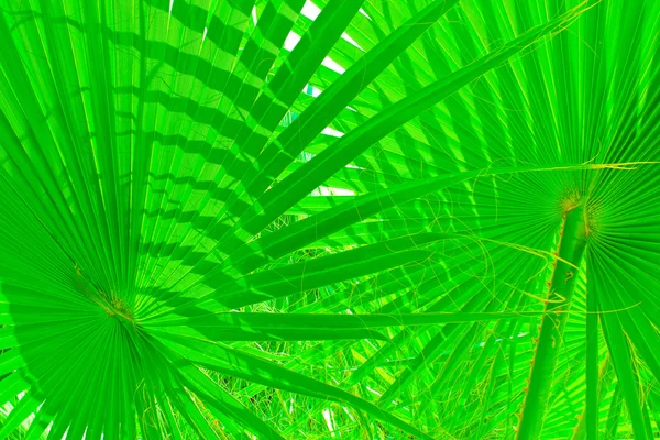 Hoja tropical verde — Foto de Stock