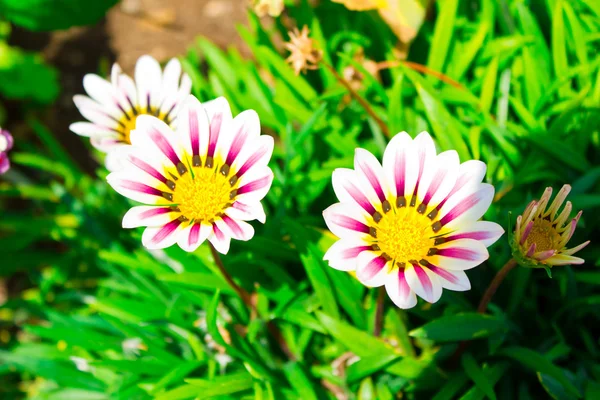 Lindas flores brancas — Fotografia de Stock