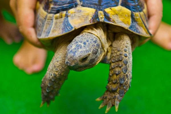 stock image The child and turtle