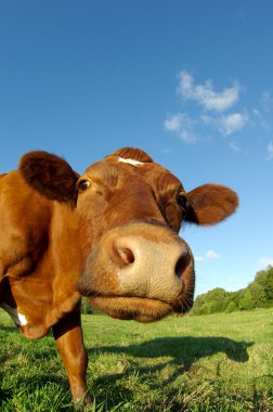 Curious cow on a field clipart