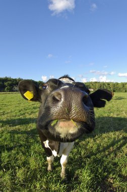 la vaca en un campo